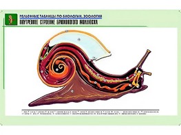 Рельефная таблица "Внутреннее строение брюхоногого моллюска" (формат А1, матовое ламинирование) - fgospostavki.ru - Тамбов