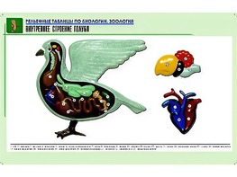 Рельефная таблица "Внутреннее строение голубя" (формат А1, матовое ламинирование) - fgospostavki.ru - Тамбов