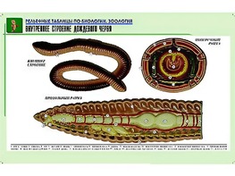 Рельефная таблица "Внутреннее строение дождевого червя" (формат А1, матовое ламинирование) - fgospostavki.ru - Тамбов