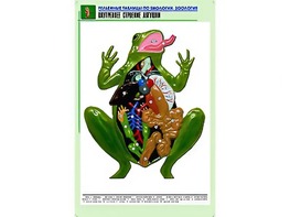 Рельефная таблица "Внутреннее строение лягушки" (формат А1, матовое ламинирование) - fgospostavki.ru - Тамбов