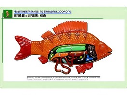 Рельефная таблица "Внутреннее строение рыбы" (формат А1, матовое ламинирование) - fgospostavki.ru - Тамбов