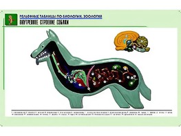 Рельефная таблица "Внутреннее строение собаки" (формат А1, матовое ламинирование) - fgospostavki.ru - Тамбов