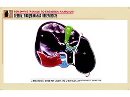 Рельефная таблица "Печень. Висцеральная поверхность" (формат А1, матовое ламинирование) - fgospostavki.ru - Тамбов