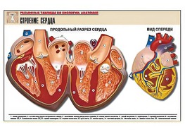 Рельефная таблица "Строение сердца" (формат А1, матовое ламинирование) - fgospostavki.ru - Тамбов