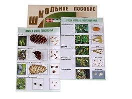 Коллекция "Шишки, плоды, семена деревьев и кустарников" - fgospostavki.ru - Тамбов