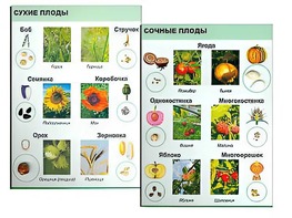 Коллекция "Семена и плоды" - fgospostavki.ru - Тамбов