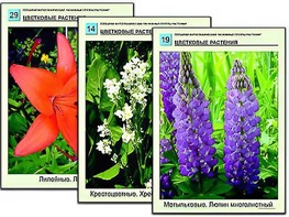Гербарий фотографический "Основные группы растений" - fgospostavki.ru - Тамбов