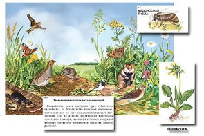 Магнитный плакат-аппликация "Луг: биоразнообразие и взаимосвязи в сообществе" - fgospostavki.ru - Тамбов