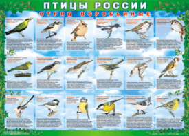 Комплект таблиц "Птицы России (4 листа)" (100х140 сантиметров, винил) - fgospostavki.ru - Тамбов