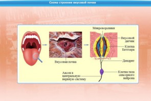 Интерактивные курсы. Биология 10 класс. Расширенный. - fgospostavki.ru - Тамбов