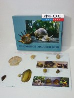 Коллекция "Раковины моллюсков" - fgospostavki.ru - Тамбов