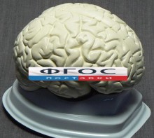 Модель "Мозг в разрезе" (белый) - fgospostavki.ru - Тамбов