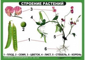Комплект таблиц "Ознакомление с окружающим миром 1-4 класс" - fgospostavki.ru - Тамбов
