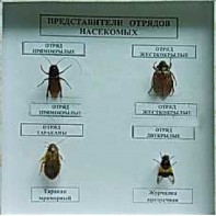 Коллекция энтомологическая "Представители отряда насекомых" - fgospostavki.ru - Тамбов
