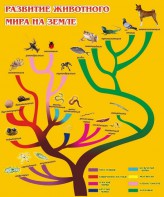 Стенд "Развитие животного мира на земле" - fgospostavki.ru - Тамбов