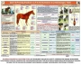 Комплект плакатов "Служебное коневодство" - fgospostavki.ru - Тамбов