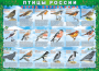Комплект таблиц "Птицы России (4 листа)" (100х140 сантиметров, винил) - fgospostavki.ru - Тамбов