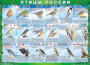 Комплект таблиц "Птицы России (4 листа)" (100х140 сантиметров, винил) - fgospostavki.ru - Тамбов