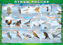 Комплект таблиц "Птицы России (4 листа)" (100х140 сантиметров, винил) - fgospostavki.ru - Тамбов