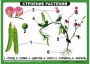 Комплект таблиц "Ознакомление с окружающим миром 1-4 класс" - fgospostavki.ru - Тамбов